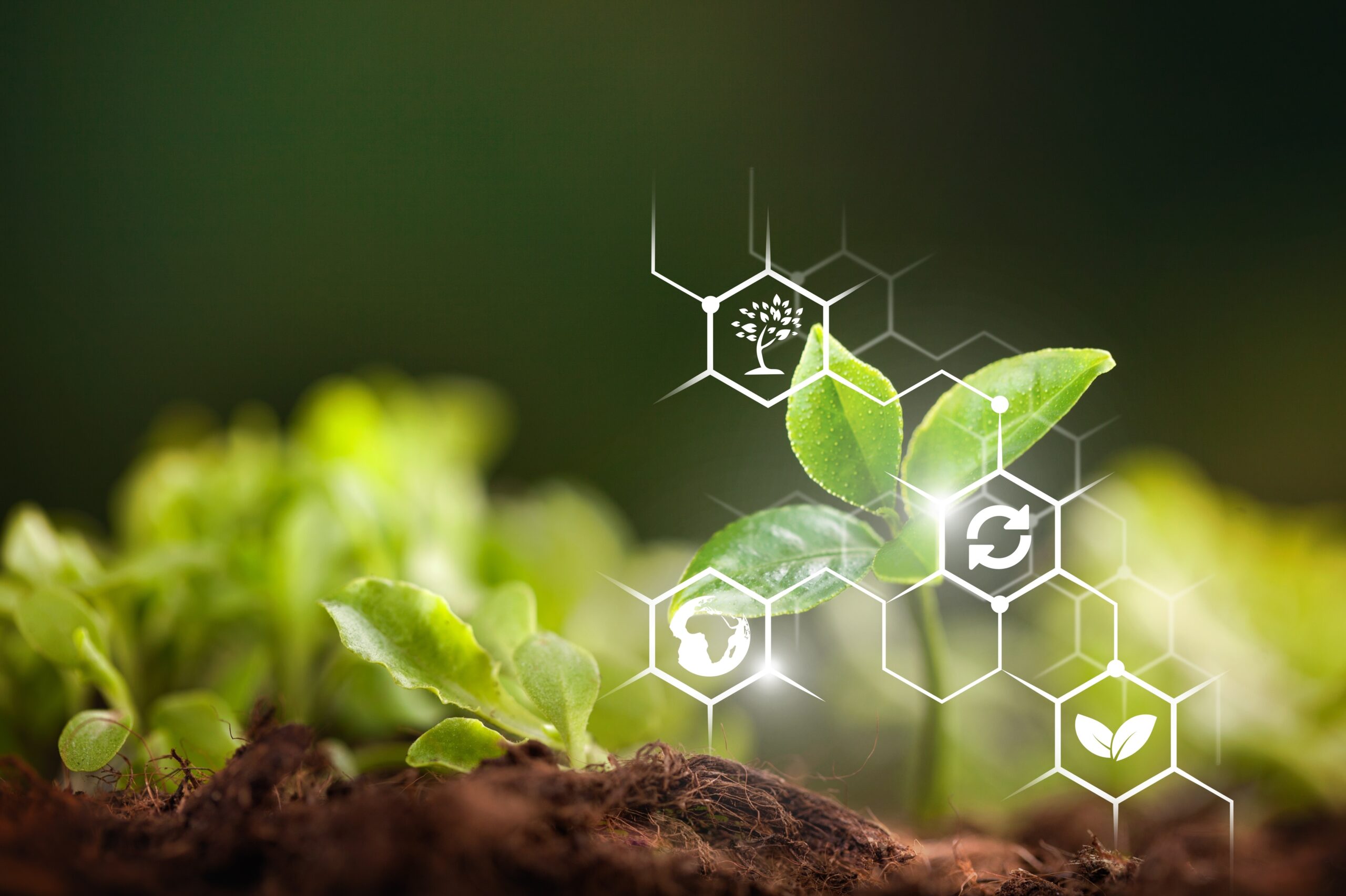 Sustainability symbols over a plant.