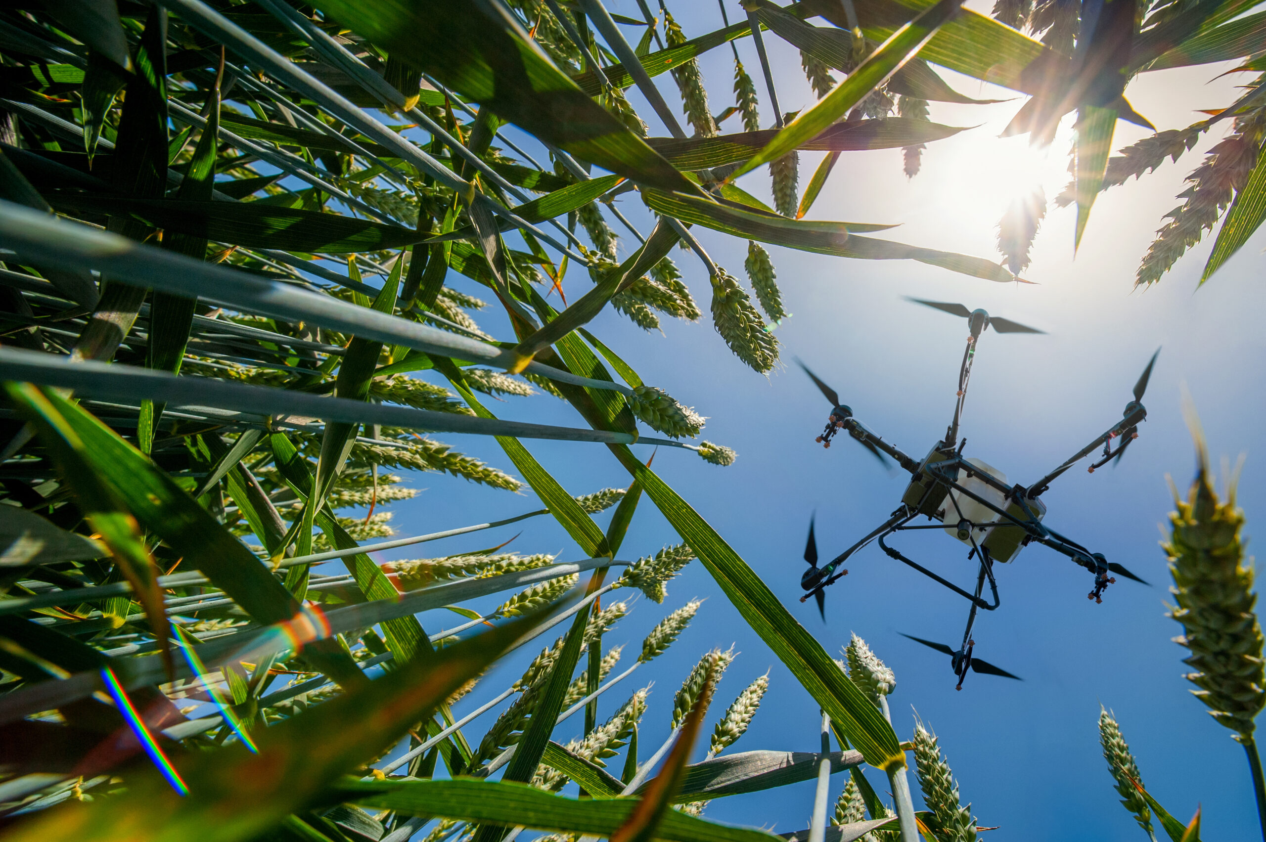 A sprayer drone flies over a wheat field.